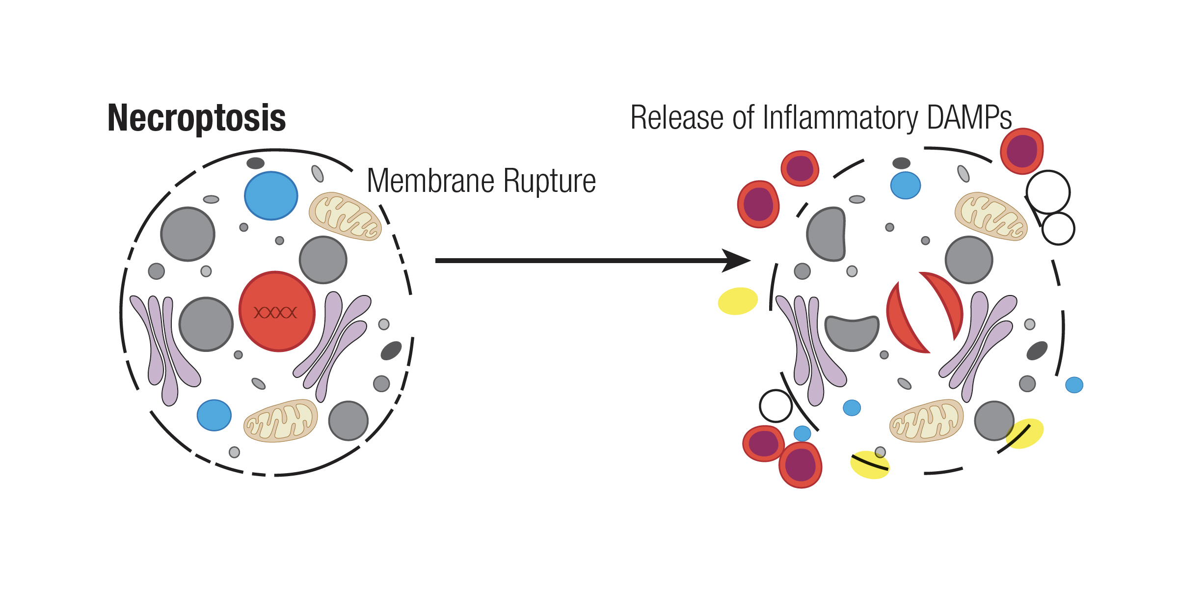 Mechanisms Of Cell Death: Necrosis & Necroptosis